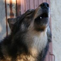 Avatar du membre