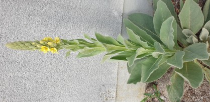 Plante utile.jpg