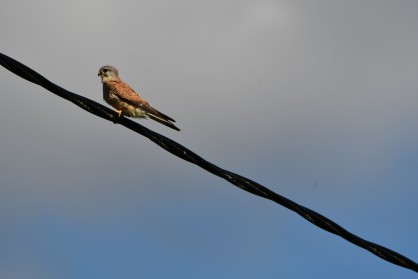 Faucon crècerelle