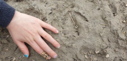 Traces Cignesjpg.jpg