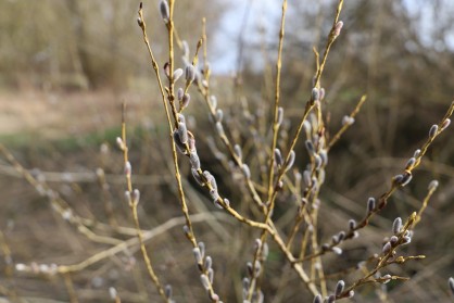Bourgeons Saule Marsault.JPG