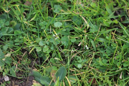 Cardamine Hirsute.JPG