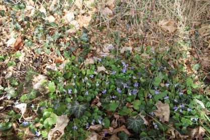 Violette de rivinus.JPG