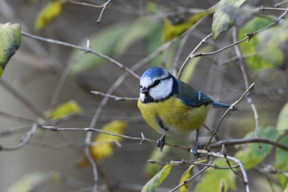 Mésange bleue