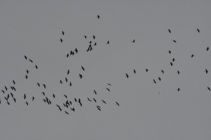 grues cendrées