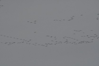 grues cendrées