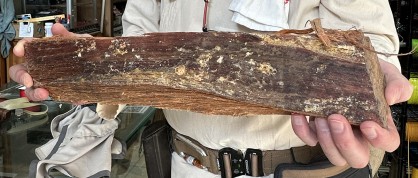 Pinus kesiya.jpg