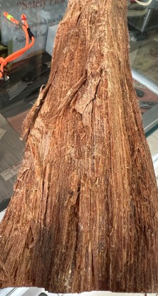 Full pinus Kesiya.jpg