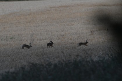 DSC_2391.JPG
