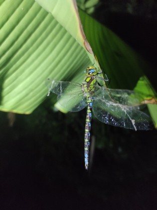 anax empereur.jpg