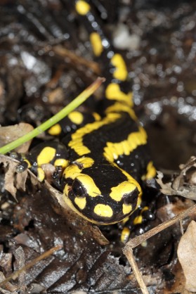 Salamandre tachetée (Salamandra salamandra)