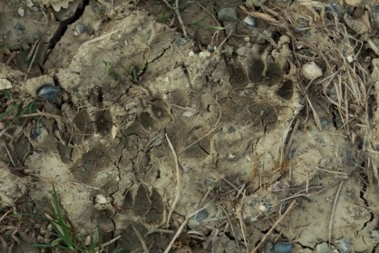 traces-2.JPG