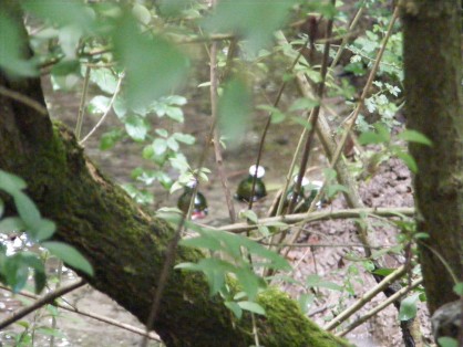 DSCF9240.JPG