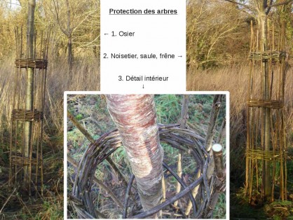 Protection_arbres.jpg