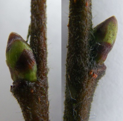 Bouleau_bourgeons_2015_02_28.JPG