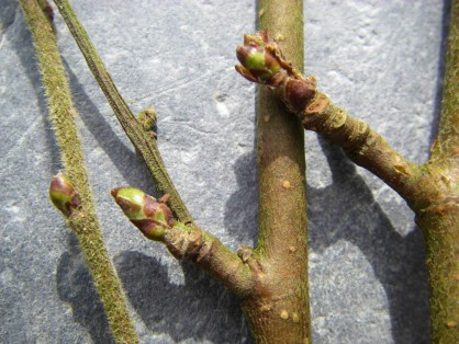 Bouleau_bourgeons_2015_03_08.JPG