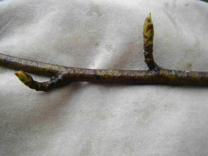 Bourgeons_fin_de_seve.JPG