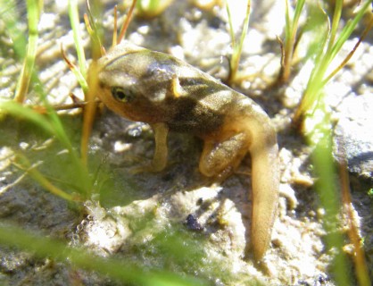 BB_grenouille.JPG