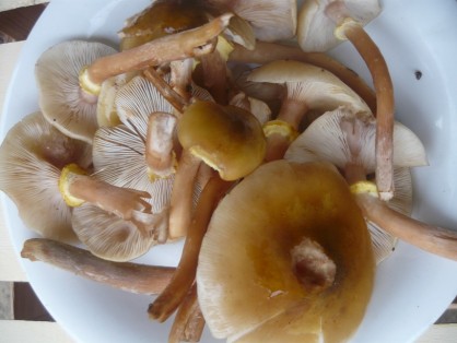 armillaire couleur de miel