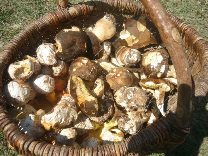 cèpe bronzé ou tête de nègre