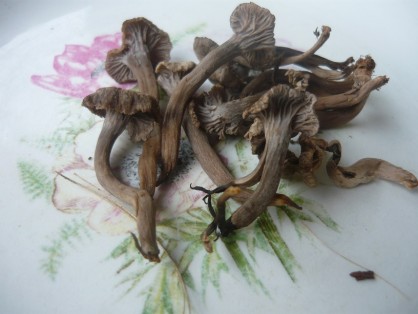 chanterelle cendrée