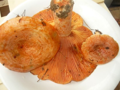 lactaire sanguin, délicieux, safrané