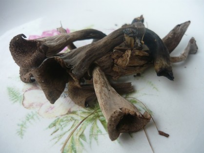 trompettes des morts