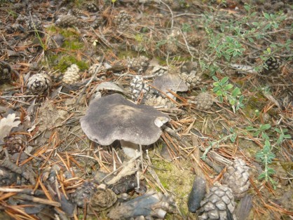 petits gris sous conifères