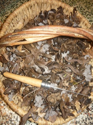 panier de chanterelles cendrées