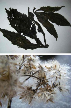 Plante_a_feu_feuilles_mortes_et_graines.jpg