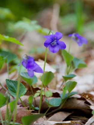 violette.jpg