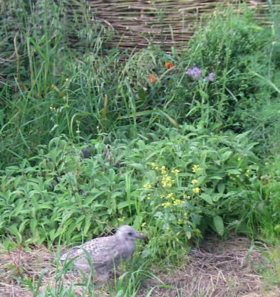 BbGo_jardin_1.JPG