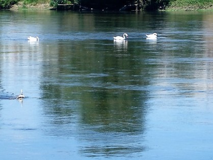 les voisins