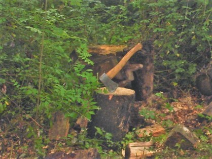 hachette quercus