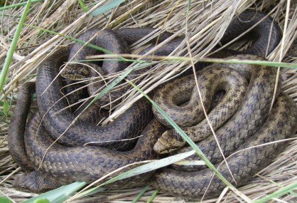 Serpents.JPG