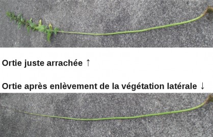 Ortie, avant et après enlèvement de la végétation latérale