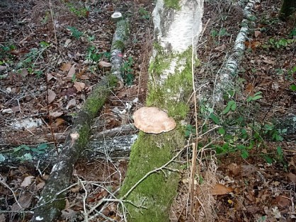 DSC06335.JPG