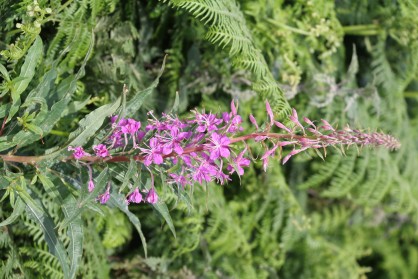 IMG_8050.jpg
