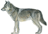 loup.png