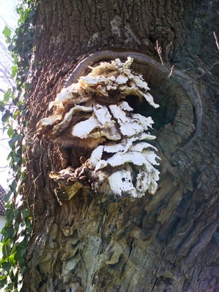 Champignon_22.jpg