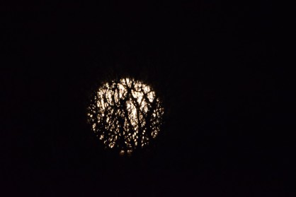 DSC_0028.JPG