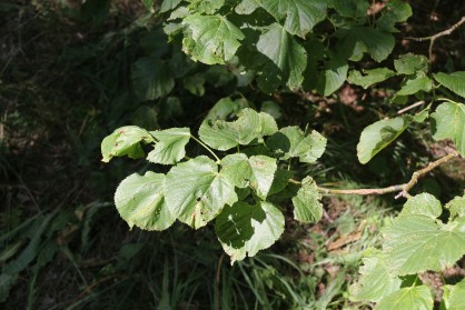 IMG_8279.jpg