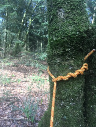 Noeud de bois.jpg