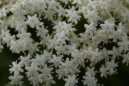 DSC_0009.JPG
