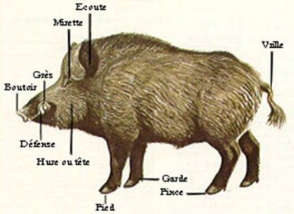 sanglier.jpg