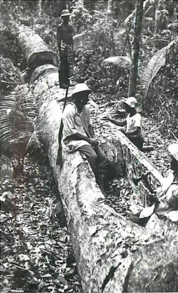 C'est en foret profonde