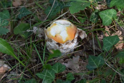 DSC_0038.JPG