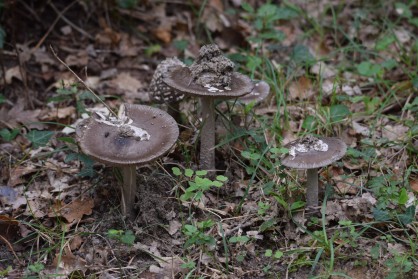 DSC_0009.JPG