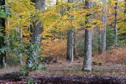 DSC_0278.JPG