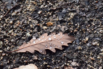 DSC_0261.JPG